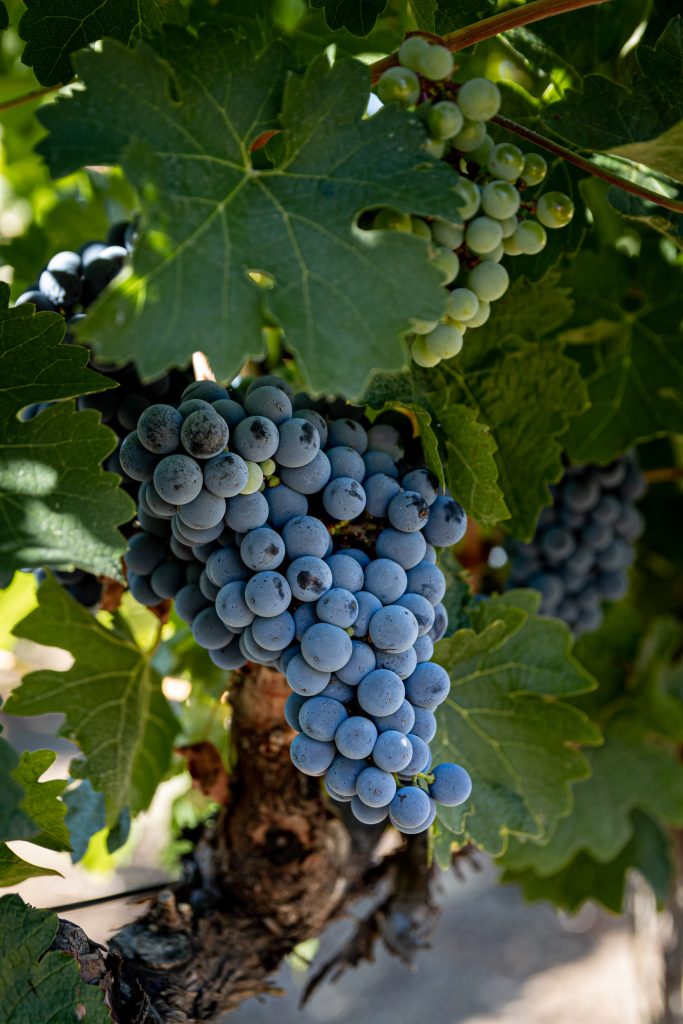 grape